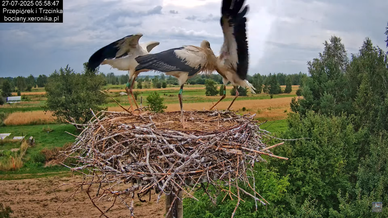 27072025bociany11