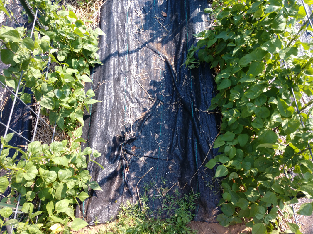 R34 Oaxacan Cream IMG_20200716_163631986