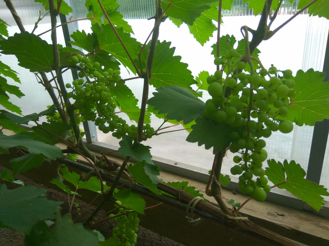 Лиепаяс Дзинтарс (фото от 11.07.2018)