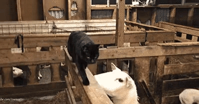 Sheep-gets-revenge-on-cat.gif
