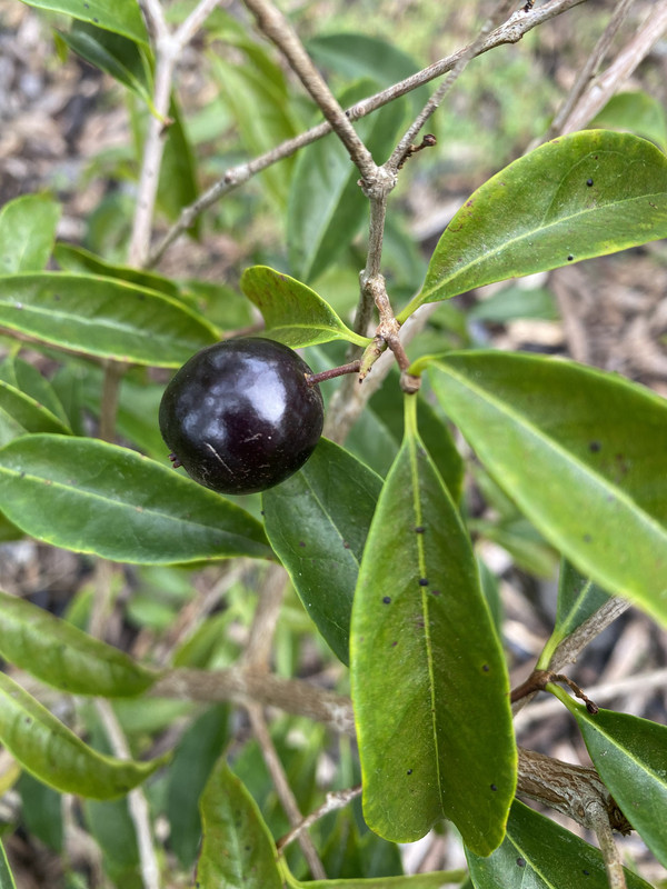 A77AC84D-1F3B-4D04-9E54-F6DE6CAF21A8