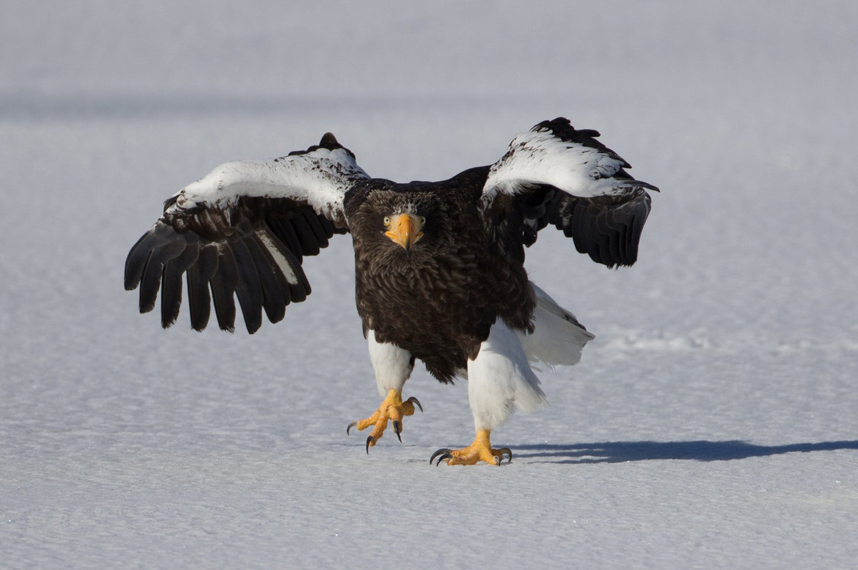 blacknwhite-sea-eagle-dis.jpg