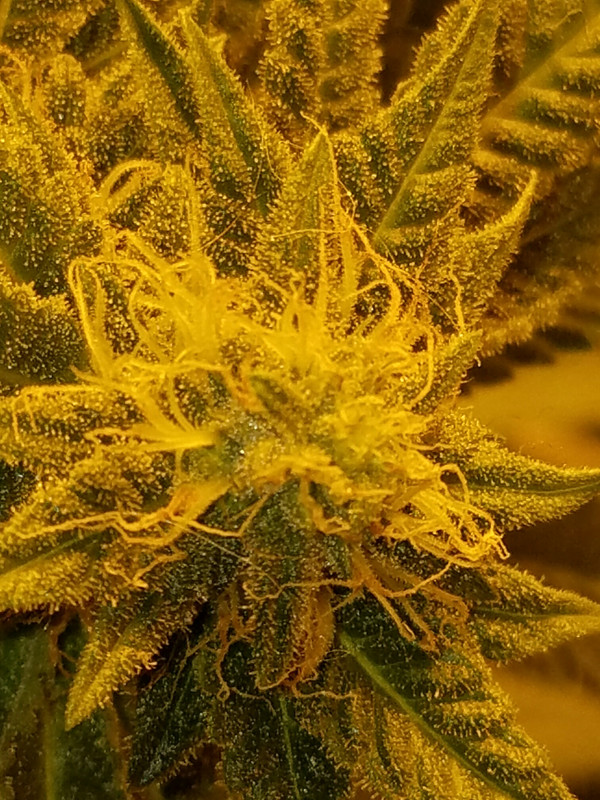 Resized_20171127_173340