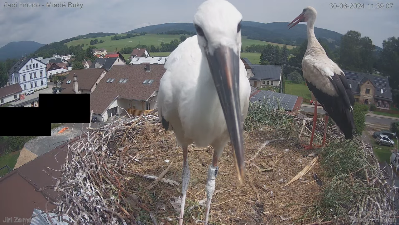 Tiešraides kamera — Mladé Buky — stārķa ligzda 12-8-10 screenshot