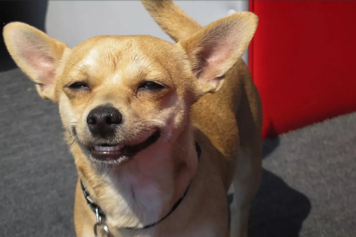 Perro rompe una puerta para evitar que lo bañaran y se hace viral en TikTok