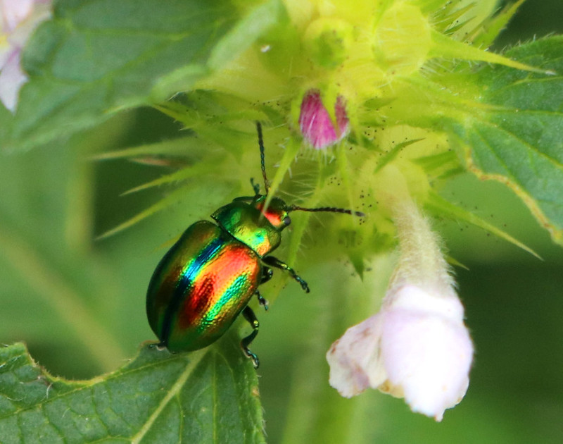 green-beatle.jpg