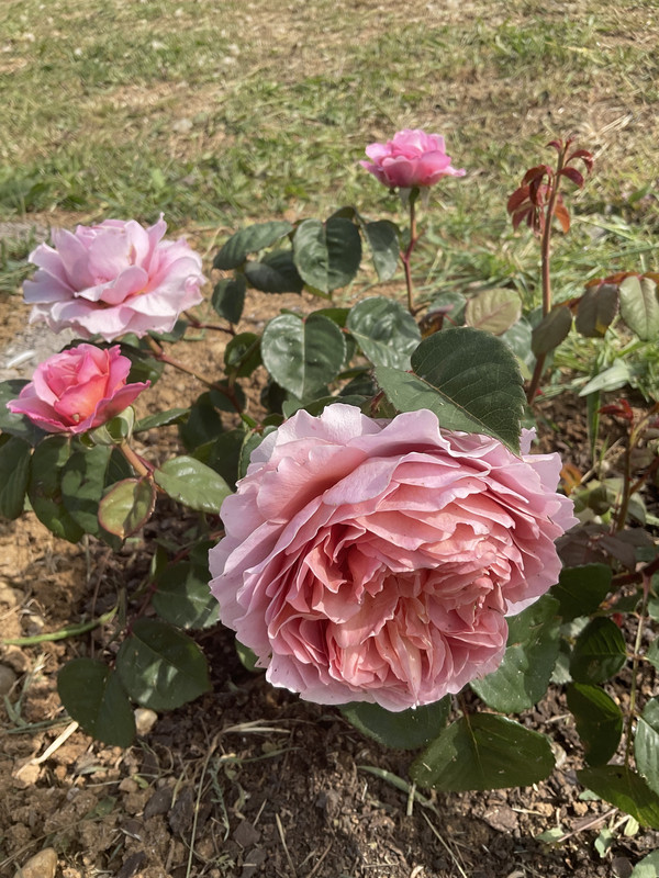 914BE1AE-75EE-481D-A511-8C30C68E2C14