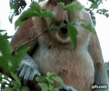 nosacz-janusz.gif