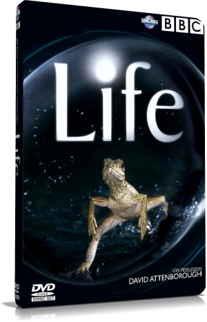 Life Vida - Life (Vida) (10/10)