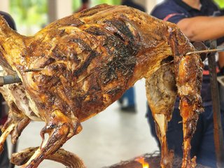 Kambing Aqiqah 2