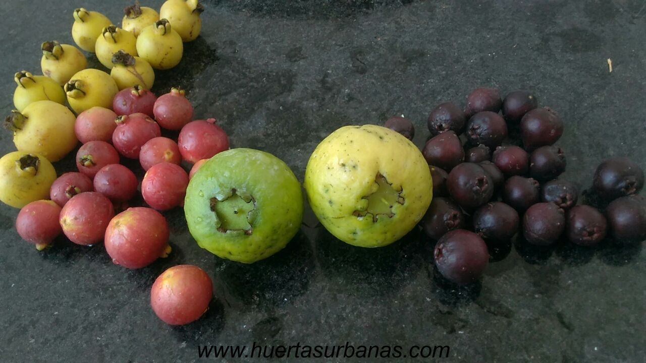 huertasurbanas_com_20180311_113947psidium_robustum-1