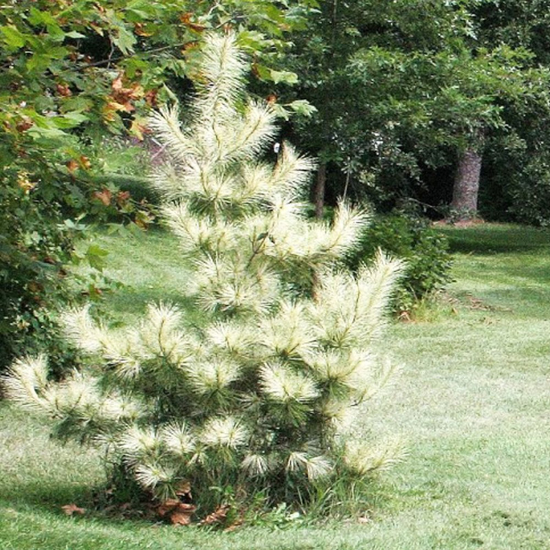 сосна густоцветковая