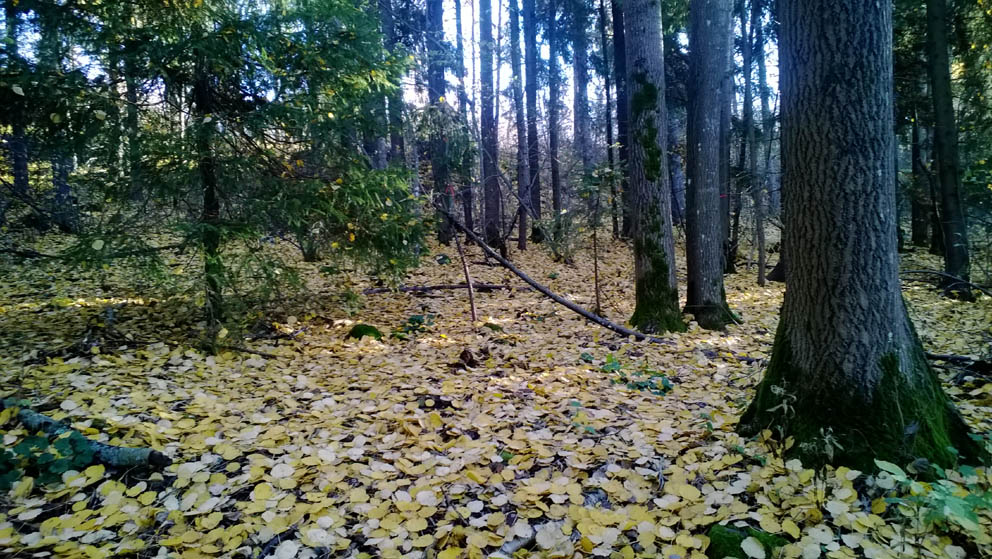 kalmistoaluetta