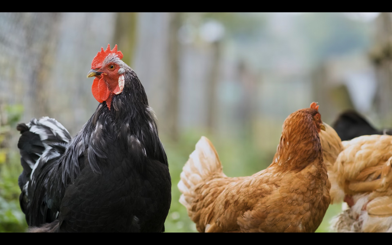 Screenshot_20230110_203357_YouTube