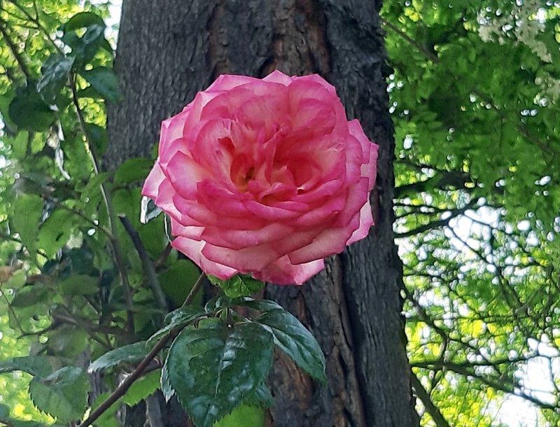 https://i.postimg.cc/Z5ptY8Jj/087-20190513-084916.jpg