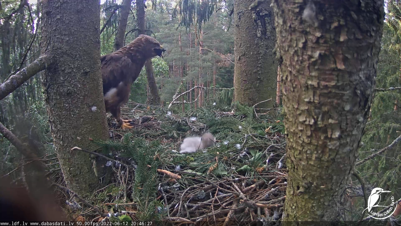 Mazais ērglis (Clanga pomarina), ligzda eglē __ Lesser spotted eagle in spruce, Zemgale, Latvia 13-5