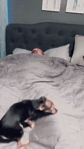Puppyalarm2-1d72af3179d2b1b4.gif