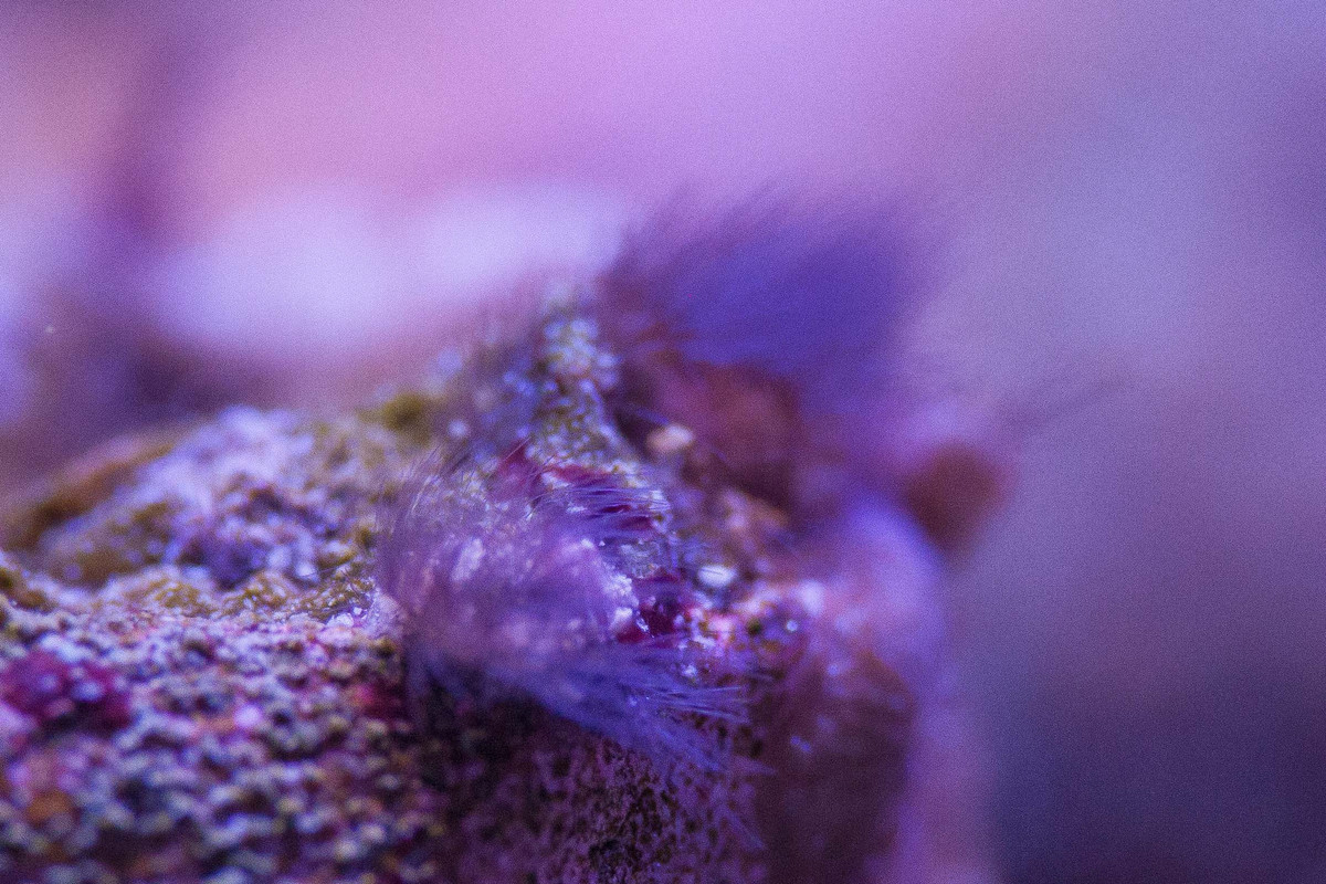 alghe ciuffo rosse (5) copia