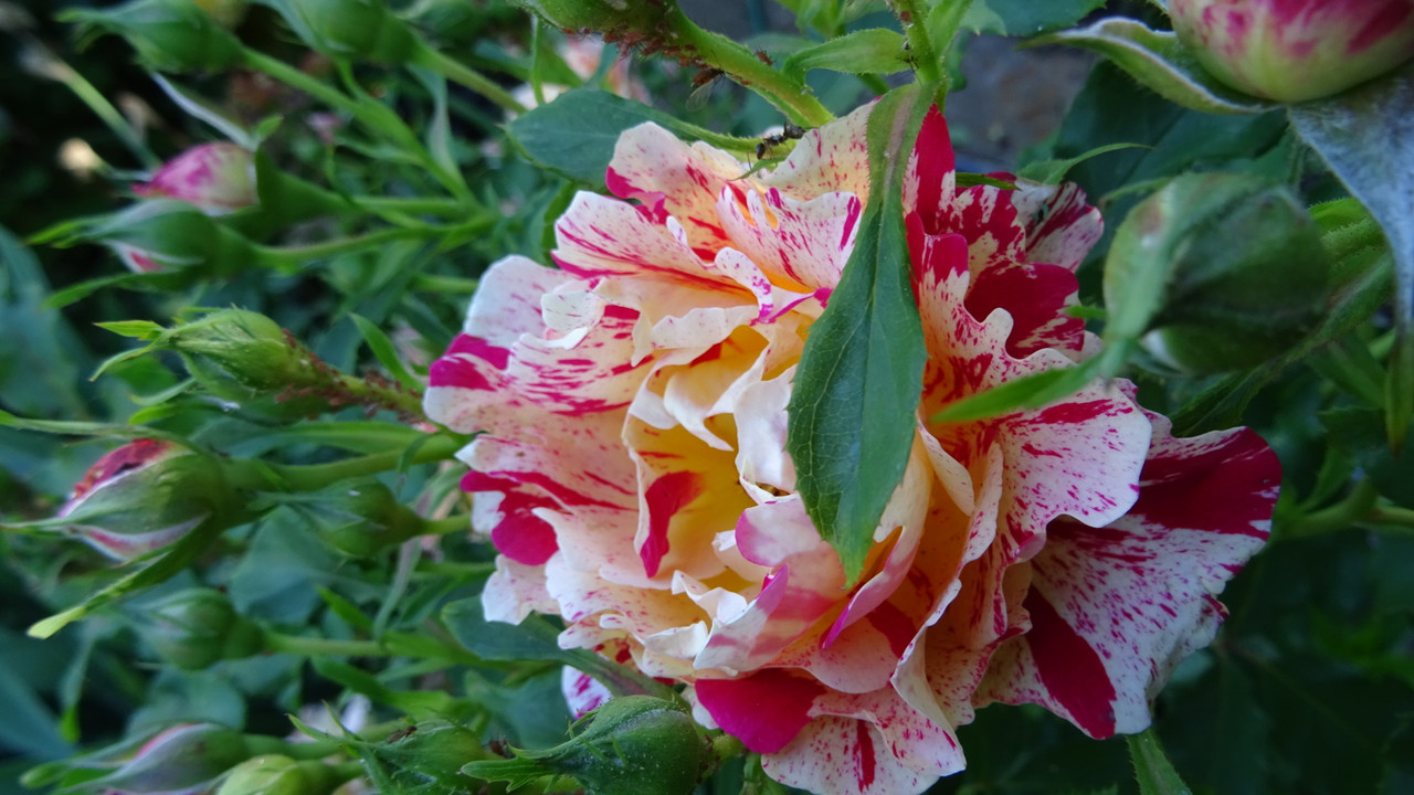 DSC00391