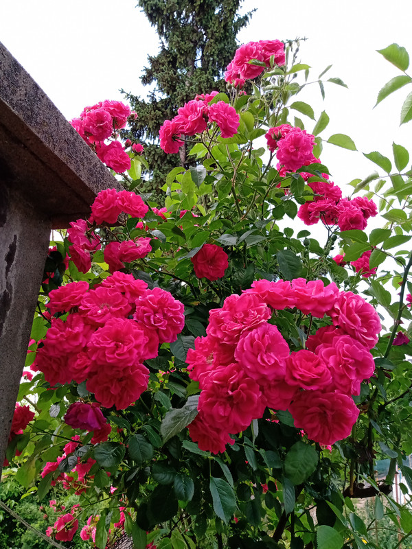 IMG_20230610_152543328