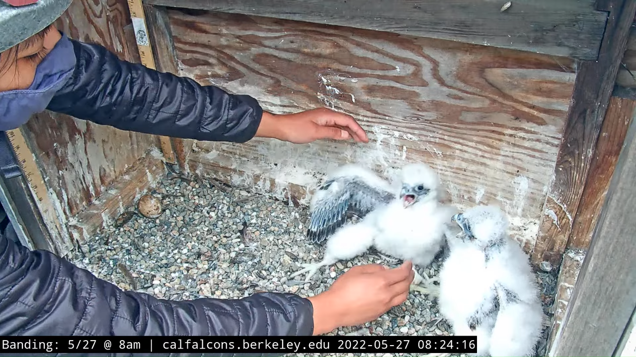 5-27-22 Banding (Raw Nest Footage) 14-21 screenshot