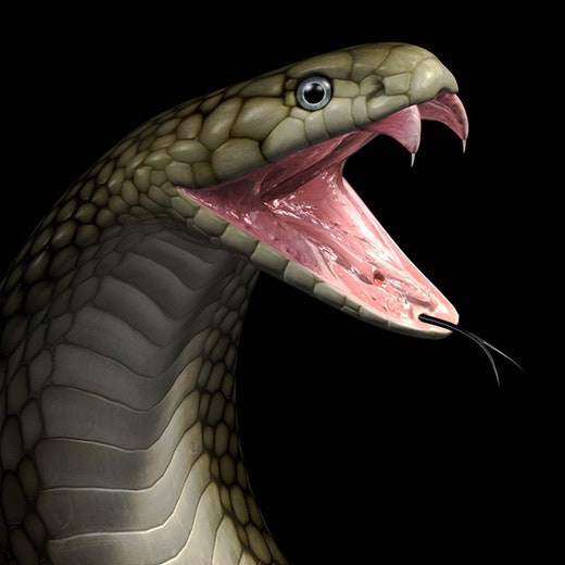 Hombre tenía 124 serpientes dentro de su casa; una de ellas lo mordió y murió