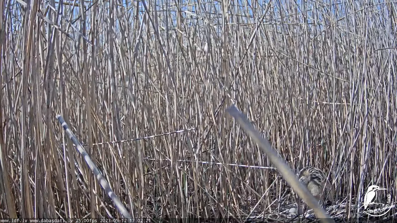 Lielais dumpis (Botaurus stellaris) Engurē - LDF tiešraide 9-40-50 screenshot