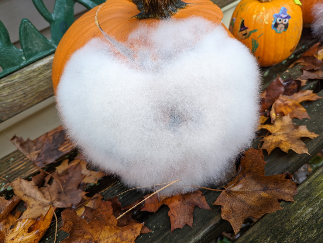 PXL_20221025_205137045.MP