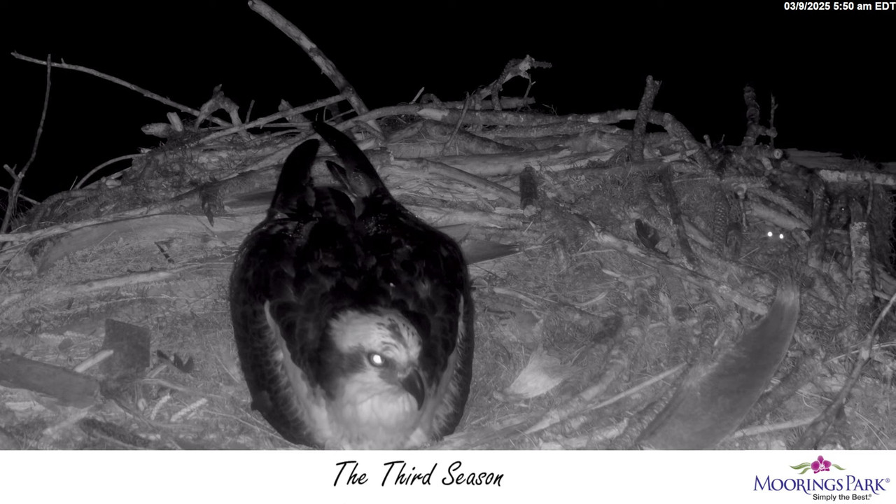 2025 Moorings Park Osprey tiešraides straume Naples, FL 10-49-22 screenshot