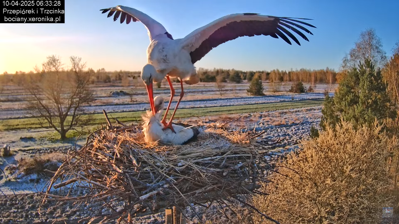 10042025bociany (14)