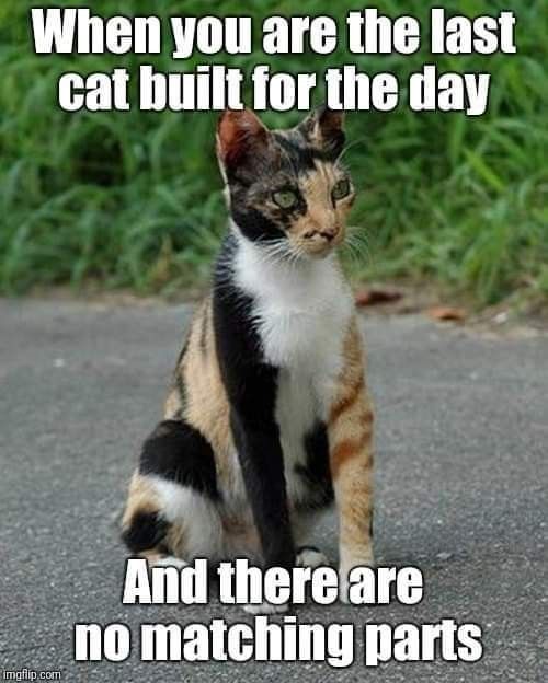 Cat Humor #7