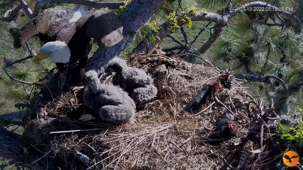 EC 4K Overhead Cam 2-17-41 screenshot