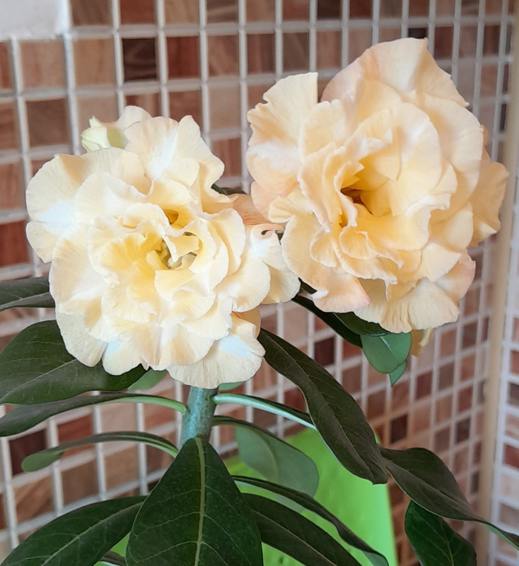 Fresh SK049 24.05 (1)