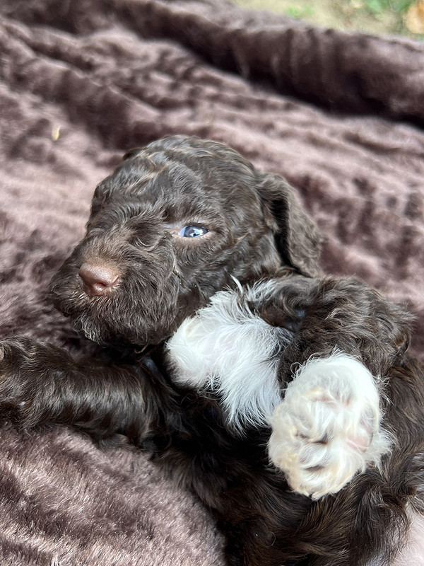 Lagotto Romagnolo female puppy for sale – Ideal Dale Europa – 27 days old – photo 3 – brown coat with white left paw and chest blaze