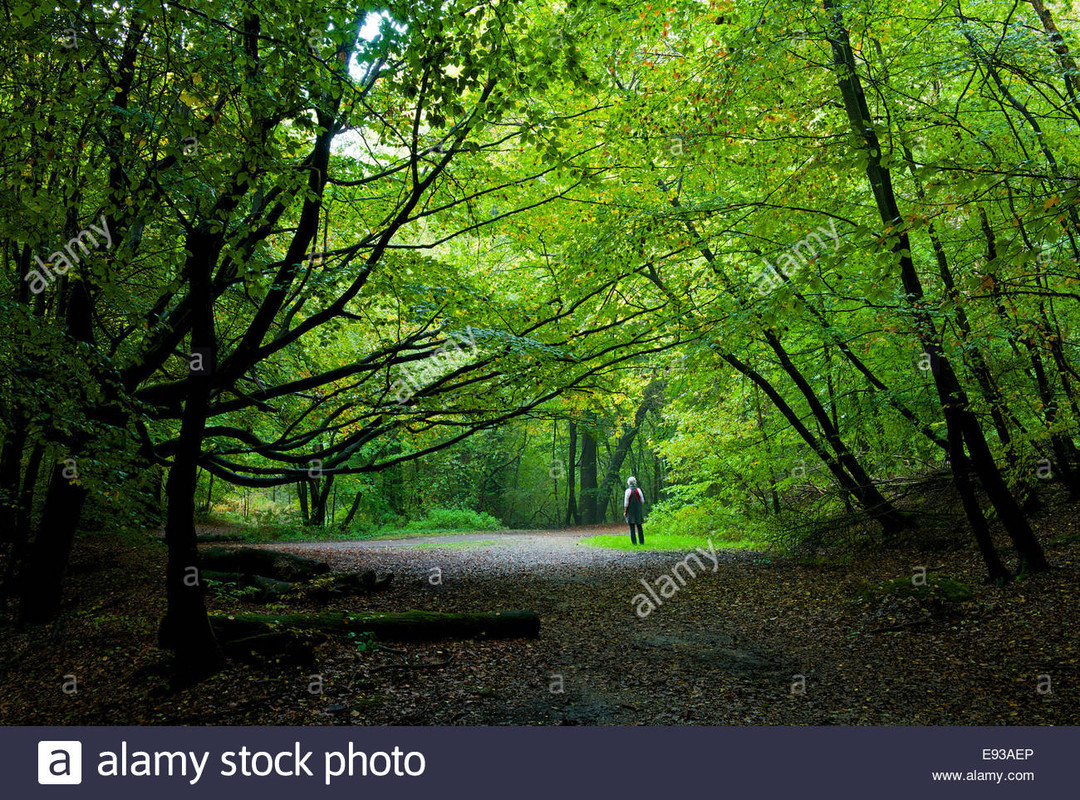 burnham-beeches-in-autumn-E93-AEP.jpg