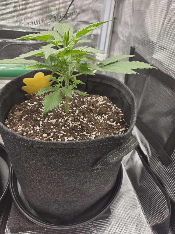 Messenger creation 3A4DC6BE CC59 4C9F BD0F 56C4BFDD78BB