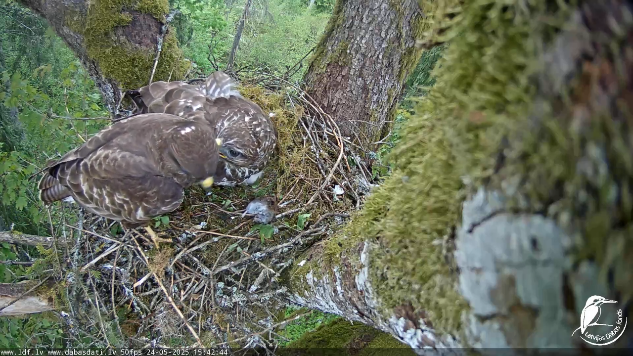 Melnās klijas (Milvus migrans) Kurzemē_ peļu klijāni (Buteo buteo) 13-13-43 screenshot