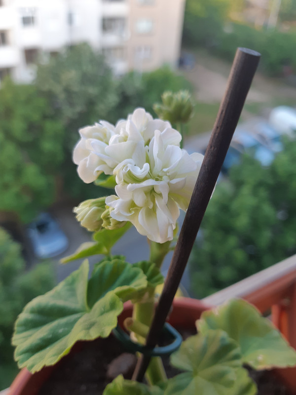 20190519_064859