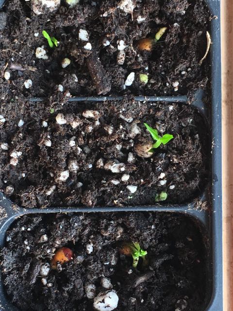 limone rosso seedlings