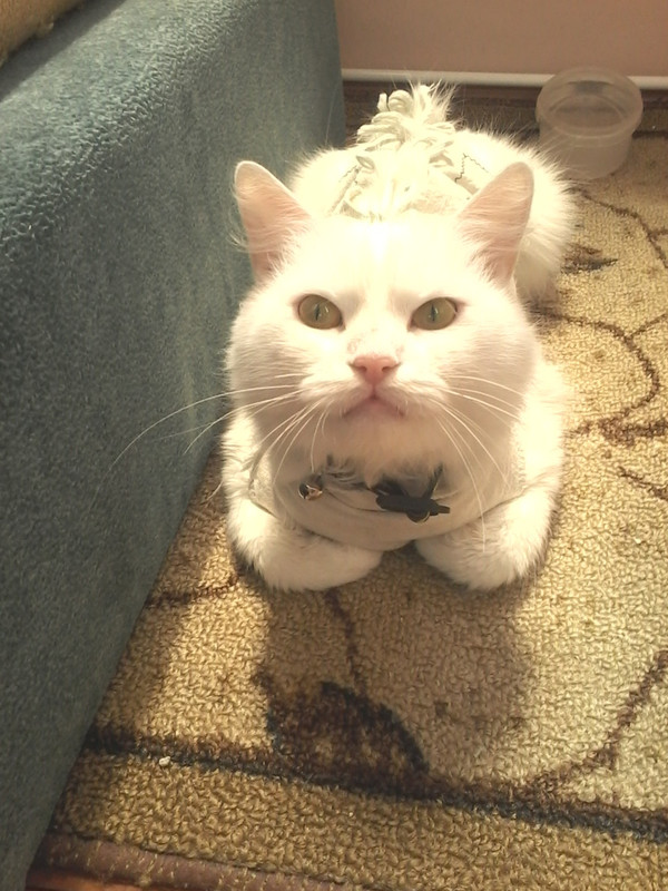 Находка посте стерил2