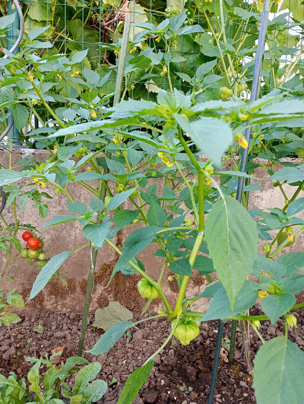 Tomatillos und Tomaten