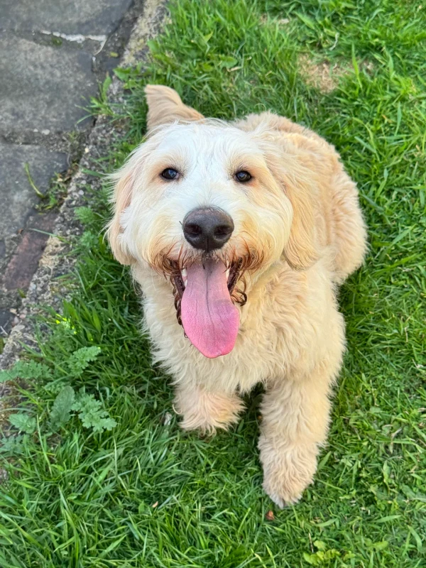 such-a-happy-boy-please-flood-the-replies-with-your-fluffy-v0-mp6z3kidej2h1.webp