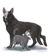 GSDAdultPupwhitehalfleft