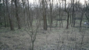 2016-01-14-A Kálvária erdőben lévő bombatölcsérek,vagy inkább ro