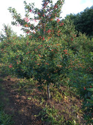 IMG_20210614_173744434