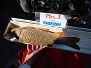 [Image: 25-inch-carp-Sept-23rd-2023-UL.jpg]