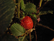 6.1.model strawberries I