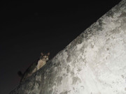 44.2.night dwellers II