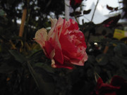 27.25.flower fair XXV