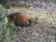 4462-AC95-3-A69-4-CB5-ACE6-099-F71495003